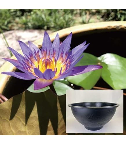 三河焼　めだか鉢　睡蓮鉢　47cm Amazon.co.jp: 鉢 三河焼 KANEYOSHI 【日本製/安心の国産品質】 陶器